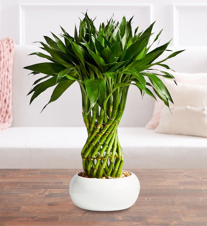 <p><a href="https://go.redirectingat.com?id=74968X1596630&url=https%3A%2F%2Fwww.1800flowers.com%2Flucky-bamboo-braided-pineapple-158289&sref=https%3A%2F%2Fwww.thepioneerwoman.com%2Fhome-lifestyle%2Fg42180930%2Fbest-bathroom-plants%2F" rel="nofollow noopener" target="_blank" data-ylk="slk:Shop Now;elm:context_link;itc:0;sec:content-canvas" class="link ">Shop Now</a></p><p>Lucky Bamboo </p><p>1800flowers.com</p><p>$39.99</p><span class="copyright">1800Flowers</span>