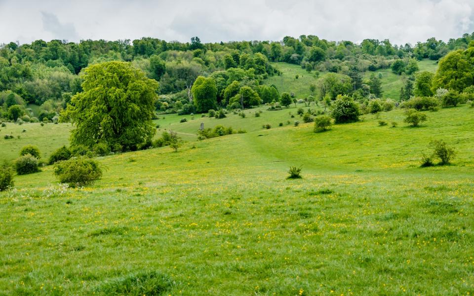 Tring Park Chilterns best walks uk england start end hike pub food drink summer 2022 - Getty