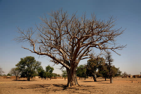 A baobab tree is pictured at Nedogo village near Ouagadougou, Burkina Faso February 16, 2018. REUTERS/Luc Gnago/Files