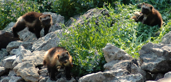A wolverine female and kits in the High Divide region of southwest Montana. During the past year, the most recent petition to list wolverines under the ESA was not approved by the U.S. Fish and Wildlife Service. But as with grizzly bears and gr