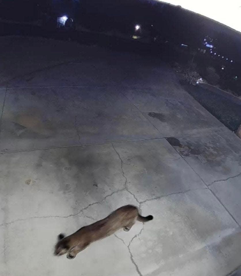 Security camera footage spotted a mountain lion roaming on Chiwi Road in Apple Valley earlier this week