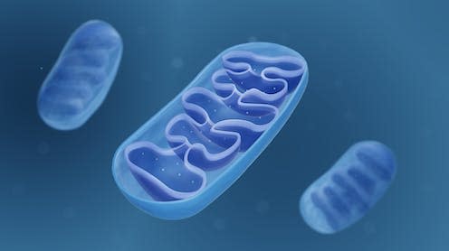 <span class="caption">Mitochondria help ensure our cells have the energy they need to function.</span> <span class="attribution"><a class="link " href="https://www.shutterstock.com/image-illustration/mitochondria-cross-section-view-mitochondrion-3d-2017459415" rel="nofollow noopener" target="_blank" data-ylk="slk:ART-ur/ Shutterstock;elm:context_link;itc:0;sec:content-canvas">ART-ur/ Shutterstock</a></span>