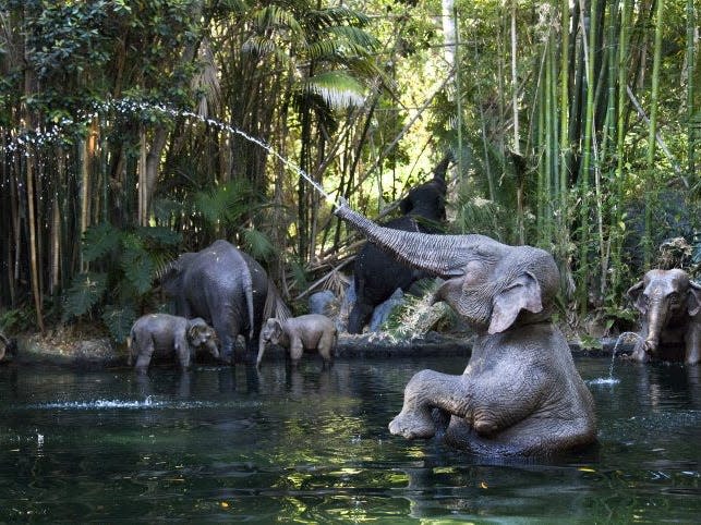 Jungle Cruise  Disney