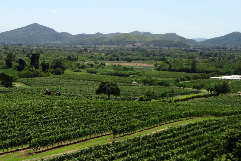 Hua Hin Hills Vineyard. Photo © Becx