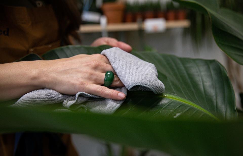 Tina Turman, owner of Planted cctx, shines plant leaves in her store on April 22, 2022, in Corpus Christi, Texas.