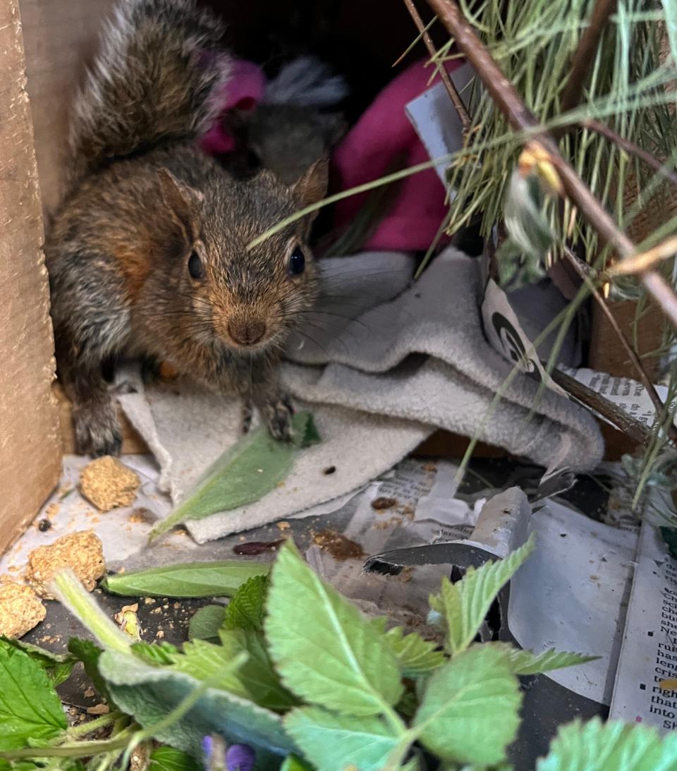 A gray squirrel baby is about to eat.