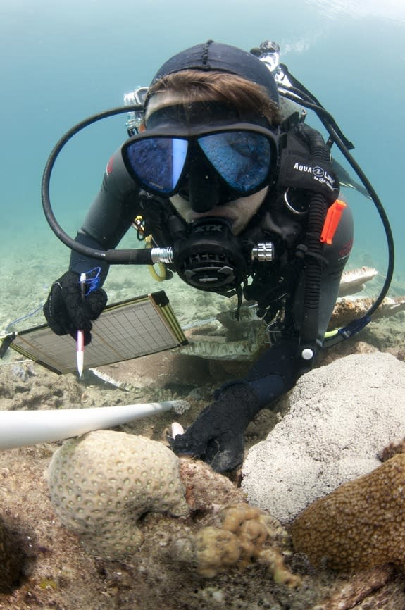 Dredging increases the prevalence of disease in nearby coral reefs, a study finds.