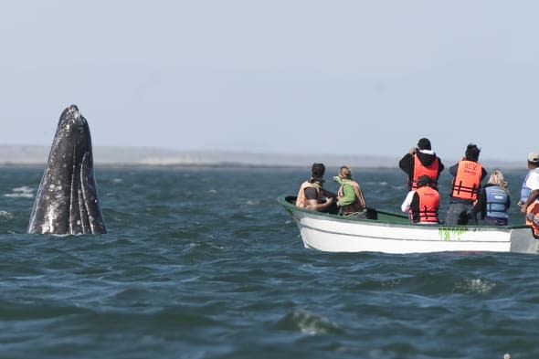 A group of tourists watch as a gray whal