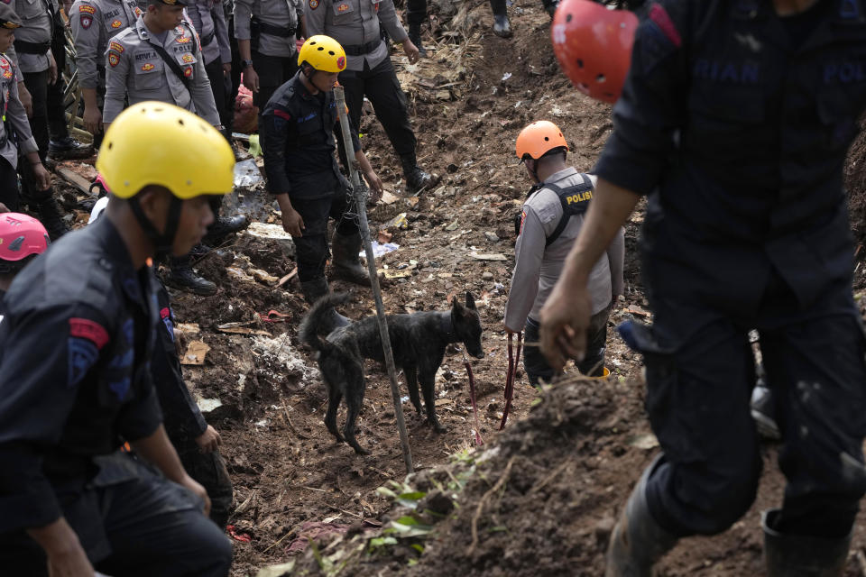 A sniffer dog is led through the search for victims in a village hit by an earthquake-triggered landslide in Cianjur, West Java, Indonesia, Thursday, Nov. 24, 2022. On the fourth day of an increasingly urgent search, Indonesian rescuers narrowed their work Thursday to the landslide where dozens are believed trapped after an earthquake that killed hundreds of people, many of them children. (AP Photo/Tatan Syuflana)