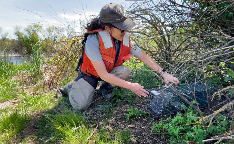 Federal wildlife biologist Fumika Takahashi demonstrates how the rabbit trapping is done at the San Joaquin River National Wildlife Refuge in Vernalis Calif., Friday, April 21, 2023.