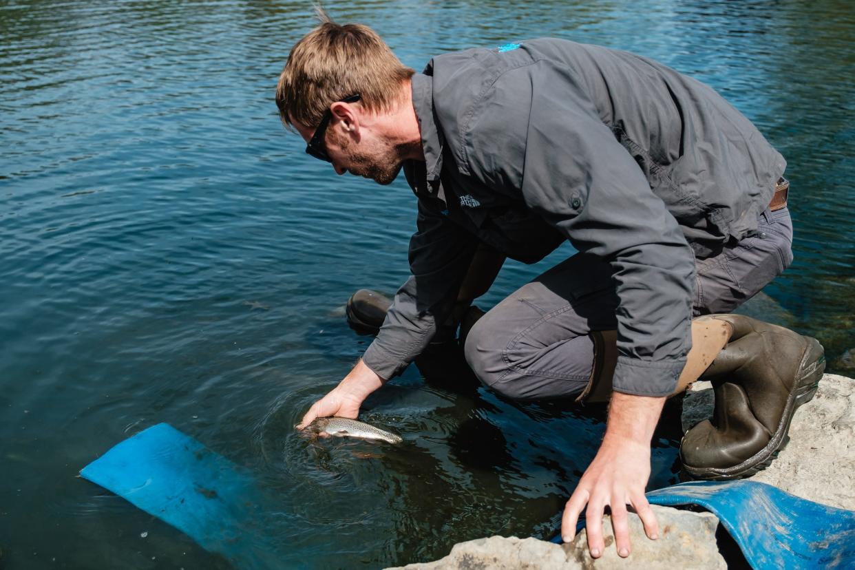 Alec Hillyer, a biologist for Dynamic Lake & Land Management LLC, coaxes a rainbow trout out of the rocks during delivery of 1,625 fish on Thursday, April 27, 2023, at Tuscora Park in New Philadelphia.