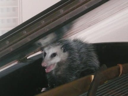 They're hiding in your piano