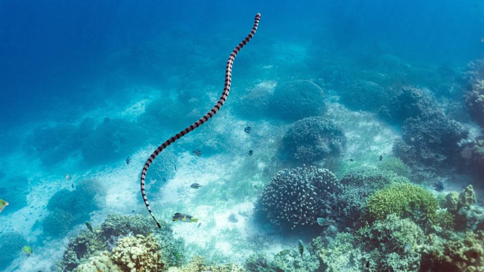 A sea snake swimming through clear blue water with coral beneath