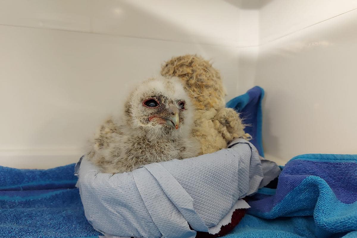 The owl was found all alone in a hedge <i>(Image: East Sussex Wildlife Rescue and Ambulance Service)</i>