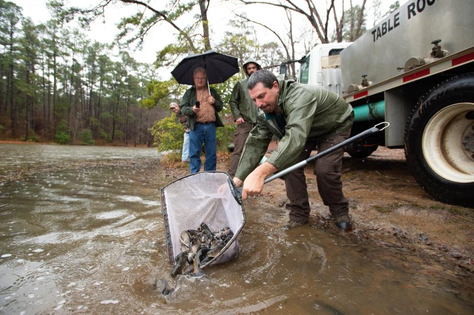 A member of the North Carolina Wildlife Resources Commission releases trout into a North Carolina stream.