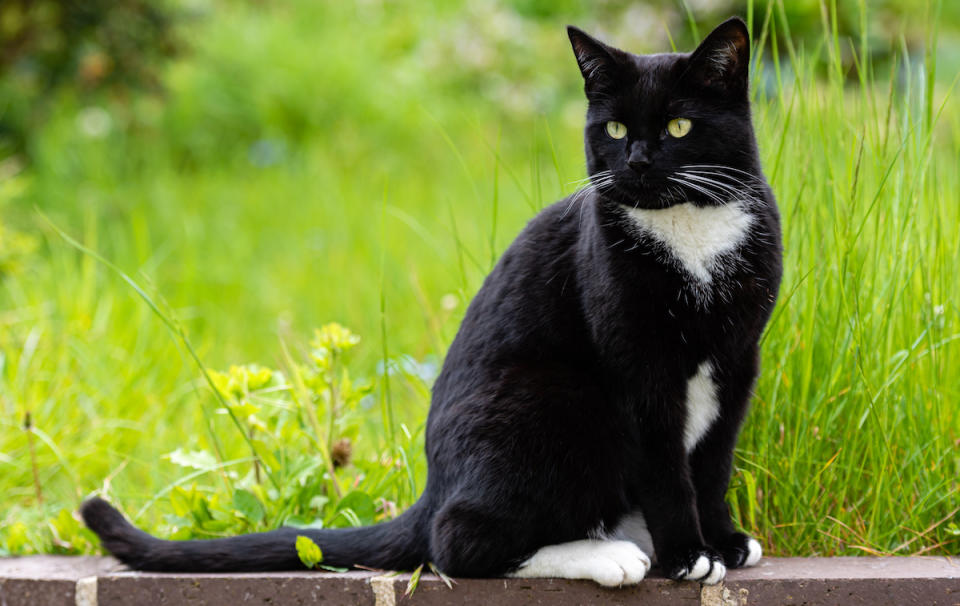 Tuxedo cat outside