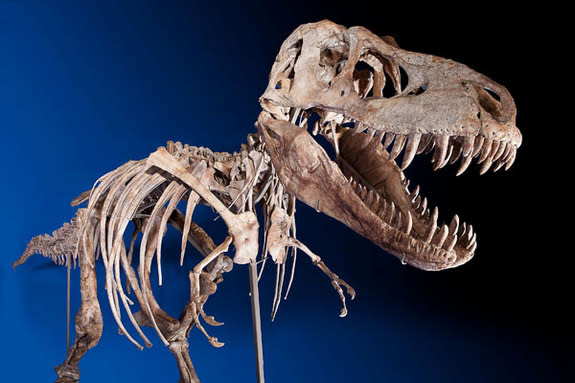 Despite Legal Challenge, Tyrannosaur Sells for $1 million