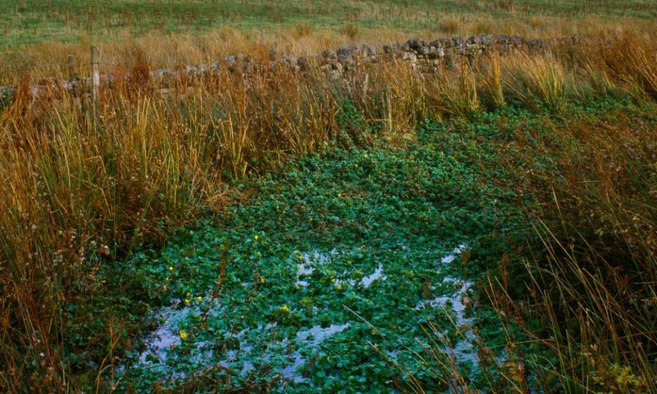 <span>Photograph: Mick Sharp/Alamy</span>