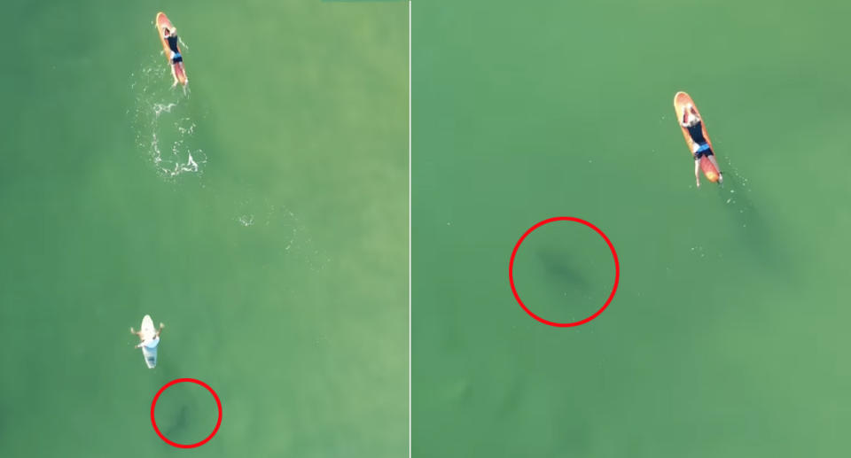 The shark, circled in red, approaches surfers in the waters at Burleigh Heads beach.