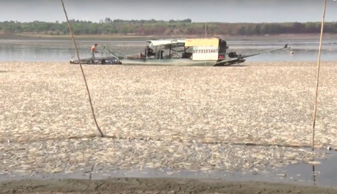 hundreds of thousands of dead fish