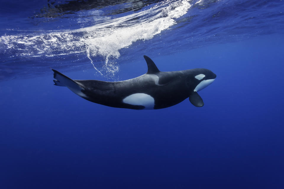 Robert Marc Lehmann ist Meeresbiologe und engagiert sich für bedrohte Tierarten wie beispielsweise die Orcas (Symbolbild: Getty Images)