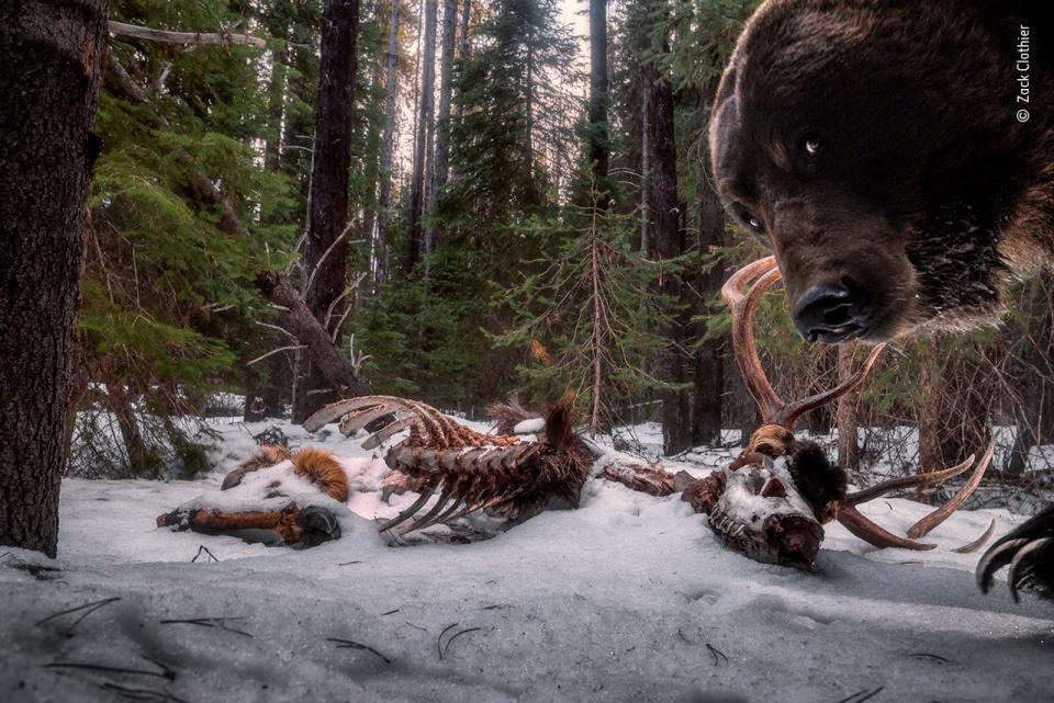 grizzly bear peering at you from the right with elk carcass in the background snow