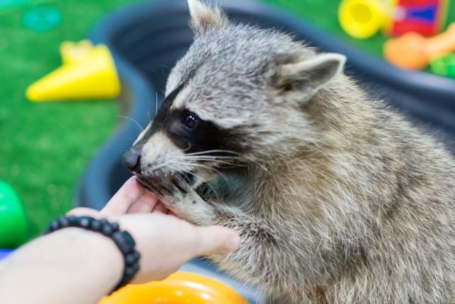 animals being friendly