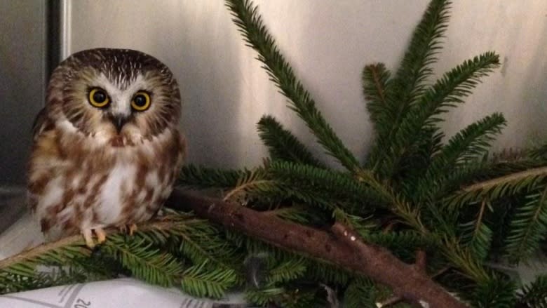 Hope for Wildlife playing host to many injured owls