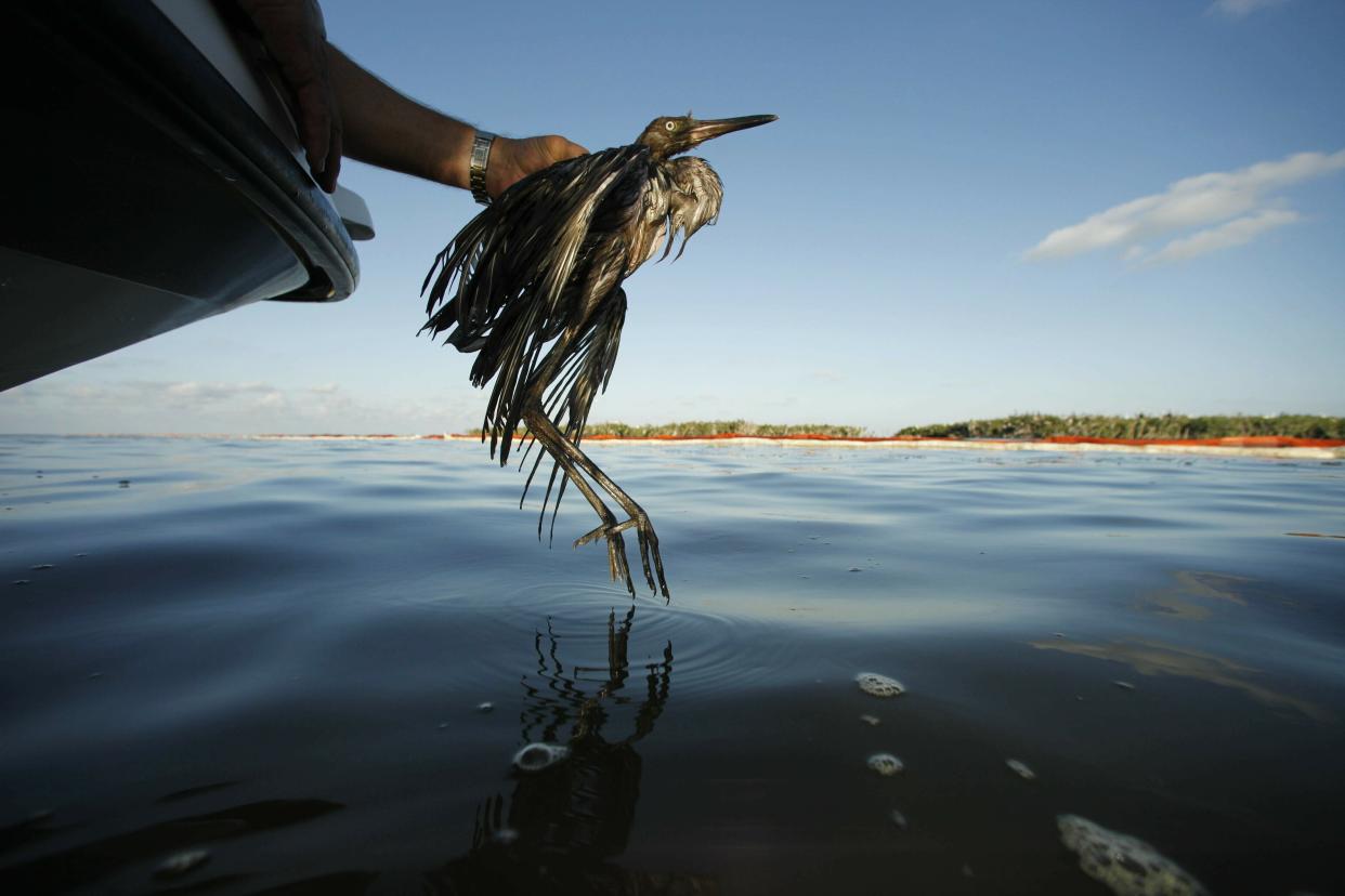 A heavily oiled bird from the waters of Barataria Bay, Louisiana, in June 2010. The Trump administration in 2017 ended criminal penalties imposed under the Migratory Bird Treaty Act to pressure companies into taking measures to prevent unintentional bird deaths. (Photo: ASSOCIATED PRESS)