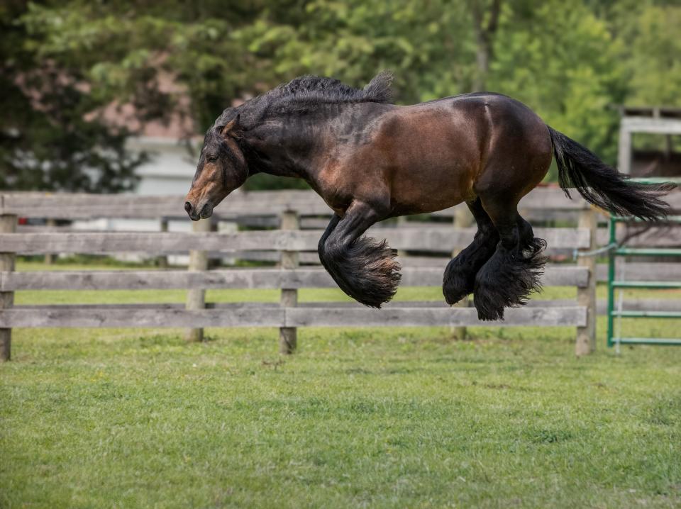 A horse jumps in the air