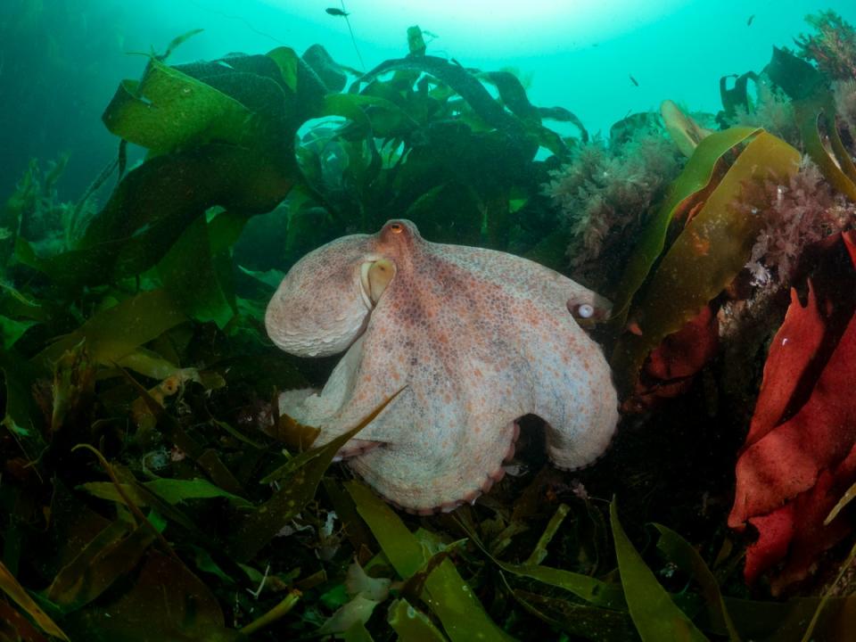 The large body of a common octopus (Shannon Moran)