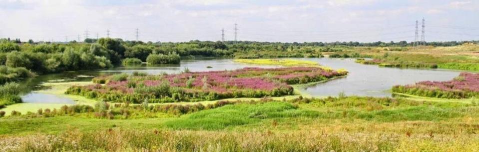 Your Local Guardian: The Beddington Farmlands was first promised nearly 20 years ago as a new nature reserve for South London's endangered species (Credit: Peter Alfrey)