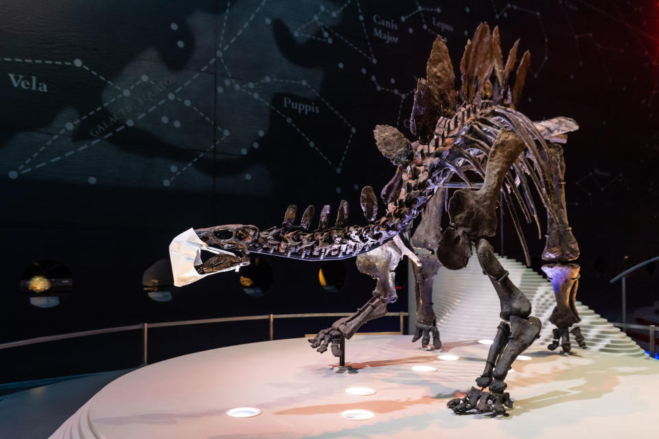 LONDON, ENGLAND - AUGUST 05:  A fossilised skeleton of a Stegosaurus Dinosaur is pictured wearing a face mask before the reopening of the Natural History Museum on August 5, 2020 in London, England.  The museum closed for 5 months due to COVID-19. (Photo by Ian Gavan/Getty Images)