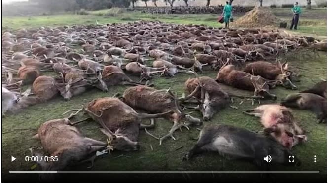 最近西班牙獵人到葡萄牙狩獵，還囂張的陳列了540頭被獵捕動物屍體，引起了葡萄牙政府以及環保人士的憤怒。   圖 : 翻攝自推特