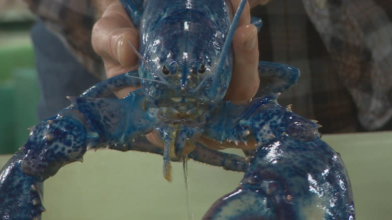 Crawling in crustaceans: Scientists study link between warmer ocean, booming lobster population