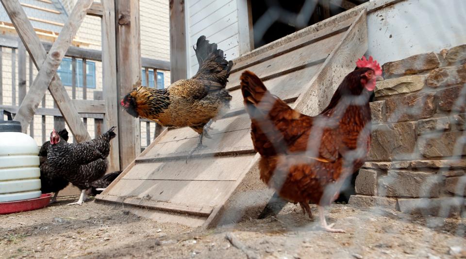 Chickens scurry around the coop in a central park at The Farm at Carlton's Landing on Thursday, April 9, 2015 in Carlton's Landing, Okla.  Photo by Steve Sisney, The Oklahoman