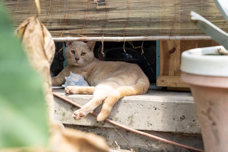 More than 50 dogs and cats “living in filthy conditions” were rescued Wednesday from a property on State Road 121 in Lake Butler, the Union County Sheriff’s Office said. UCSO and the Union County Animal Control requested the ASPCA’s assistance with rescuing the animals, which included newborn kittens.