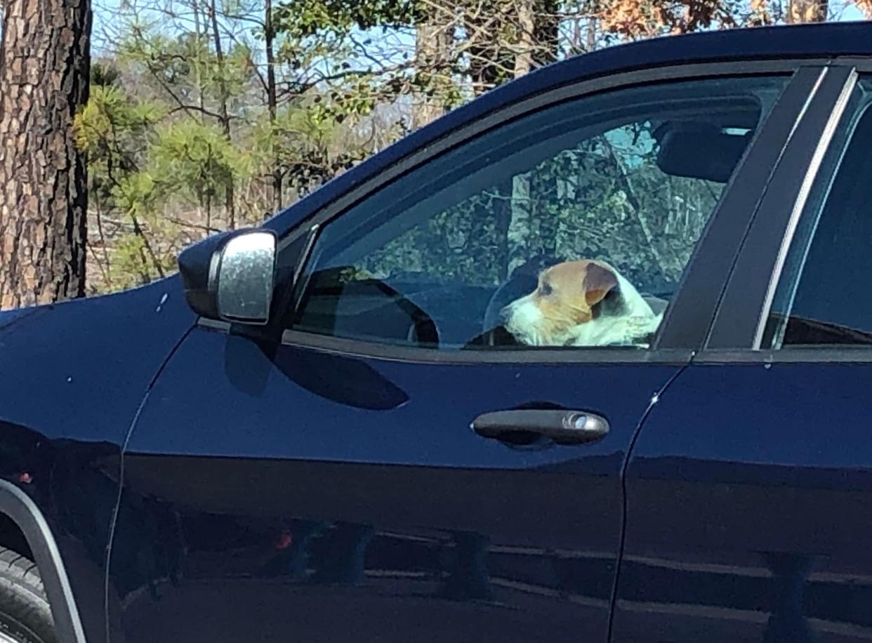 A dog gets ready to enter the Flagstop Car Wash on Iron Bridge Road in Chester, Virginia.