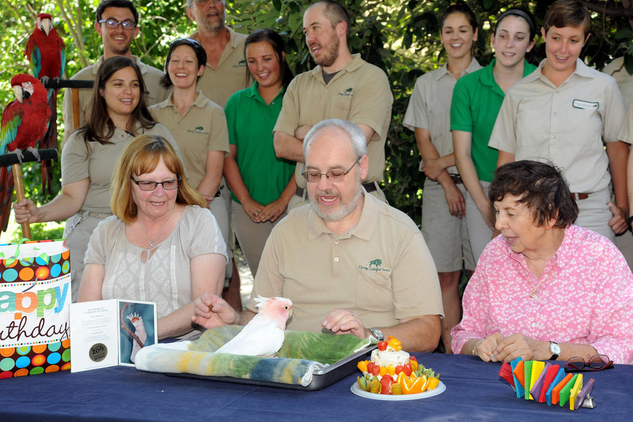 Cookie at his 83rd birthday party in 2016. (Chicago Zoological Society)