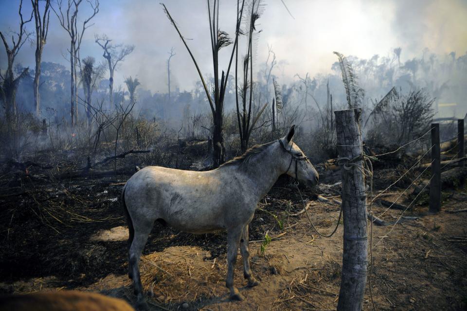 A donkey stands tied up next to a burnt area of Amazon rainforest reserve, south of Novo Progresso in Para state, on August 16, 2020. / Credit: CARL DE SOUZA/AFP via Getty Images