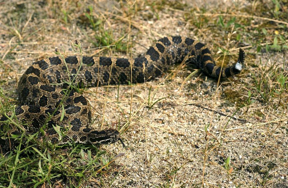 Part of a recent study into the eastern massasauga rattlesnake's diet was conducted in Lenawee County.