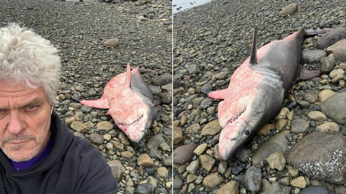 Great white shark found dead on Haida Gwaii