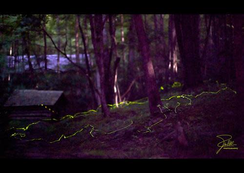 fireflies great smoky mountains