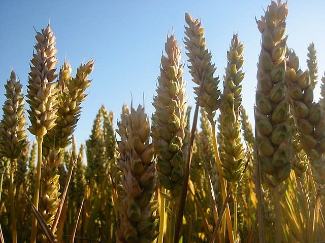 受俄烏戰爭影響，國際面臨糧食短缺、食物價格飆漲危機。   圖：翻攝自維基百科