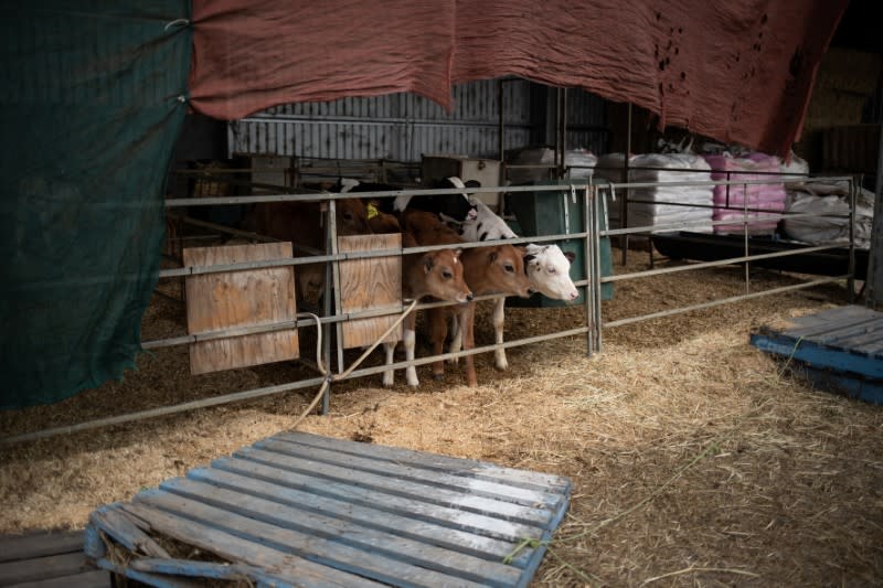 Calves are seen at the farm of dairy farmer and former local mayor of the Bega Valley Shire Allen in the town of Cobargo