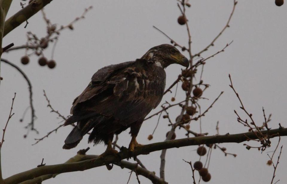 A young bald eagle stares distrustfully at Audubon Center at Riverlands March 26, 2024. Bald eagles spend the first four years of their lives traveling nomadically around the United States, according to All About Birds.