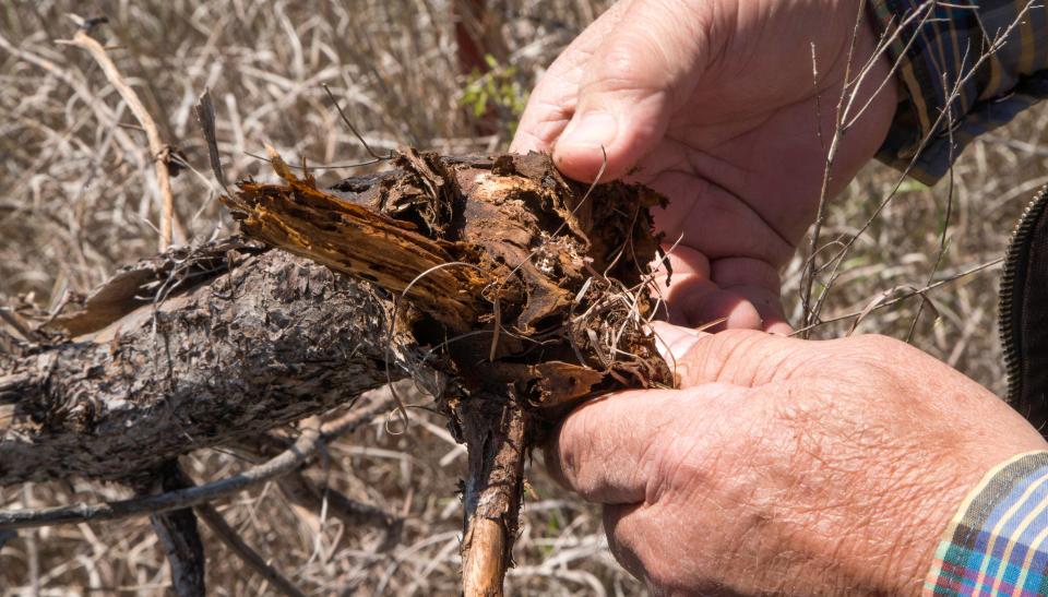 Jimmy Emmons show how redcedar begins to rot once it is chopped and on the ground.