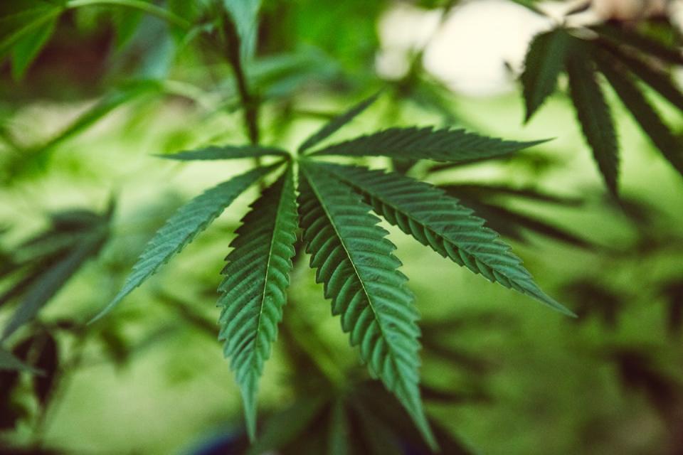 <span class="caption">A marijuana plant.</span> <span class="attribution"><a class="link " href="https://www.gettyimages.com/detail/photo/marijuana-background-marijuana-leaf-marijuana-plant-royalty-free-image/1163257898?adppopup=true" rel="nofollow noopener" target="_blank" data-ylk="slk:Getty Images / Jena Ardell;elm:context_link;itc:0;sec:content-canvas">Getty Images / Jena Ardell</a></span>