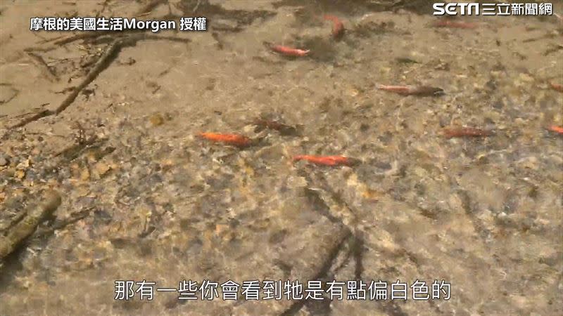 偏白色的鮭魚其實已經快死了，無法再向上迴游。（圖／摩根的美國生活Morgan授權）