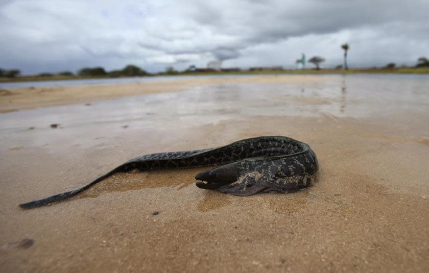 A Chinese man in Xinghua, Jiangsu province, used live eel to cure him of constipation. — Reuters pic